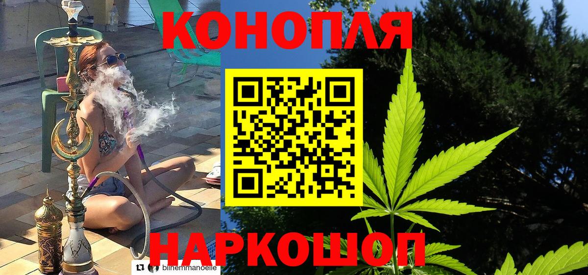 Конопля сатива Алатырь